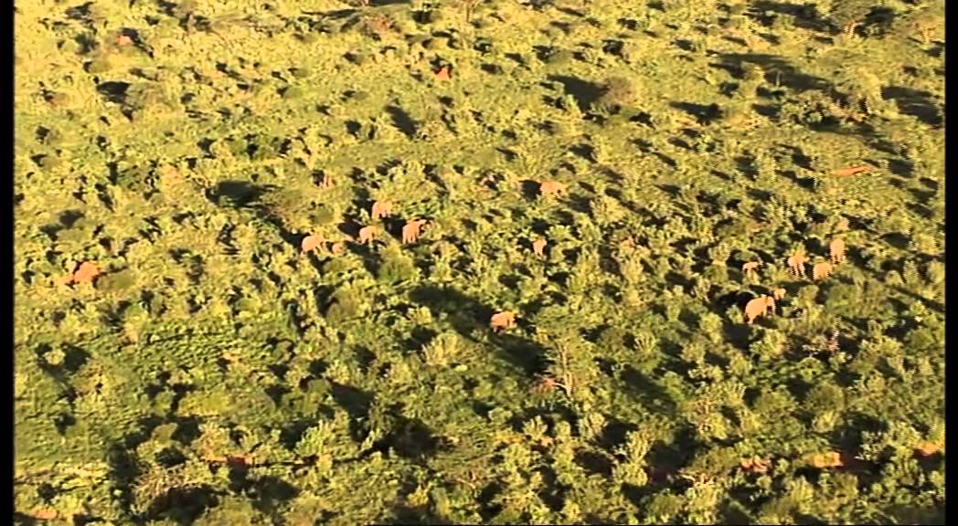 Mating in Elephants