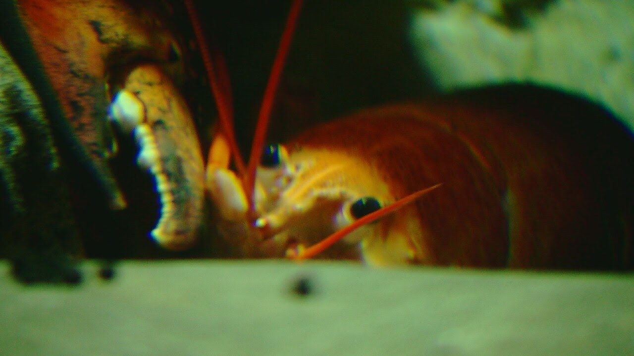Rare orange lobster, Cheddar, now on display at Ripley&rsquo;s Aquarium