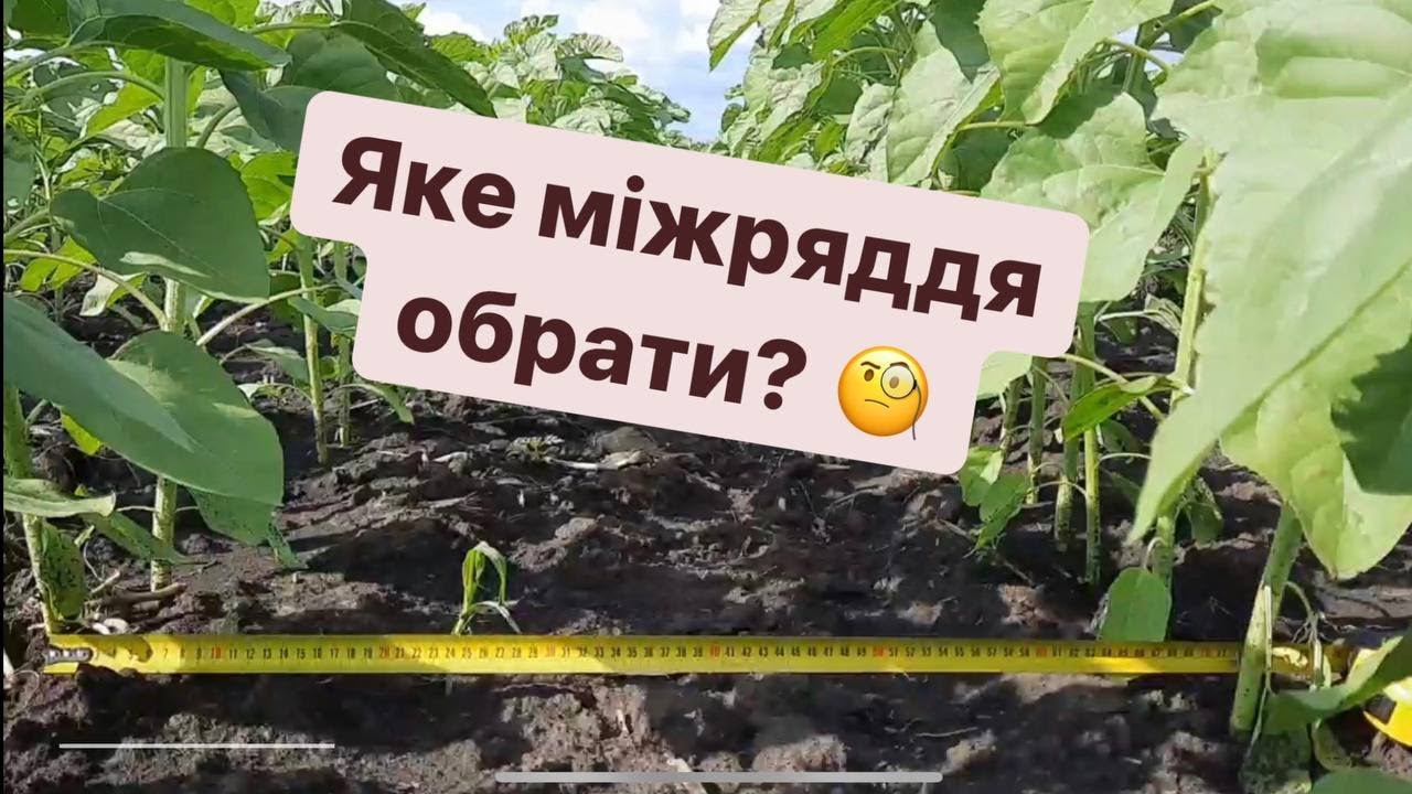 Яке міжряддя обрати при посіві?