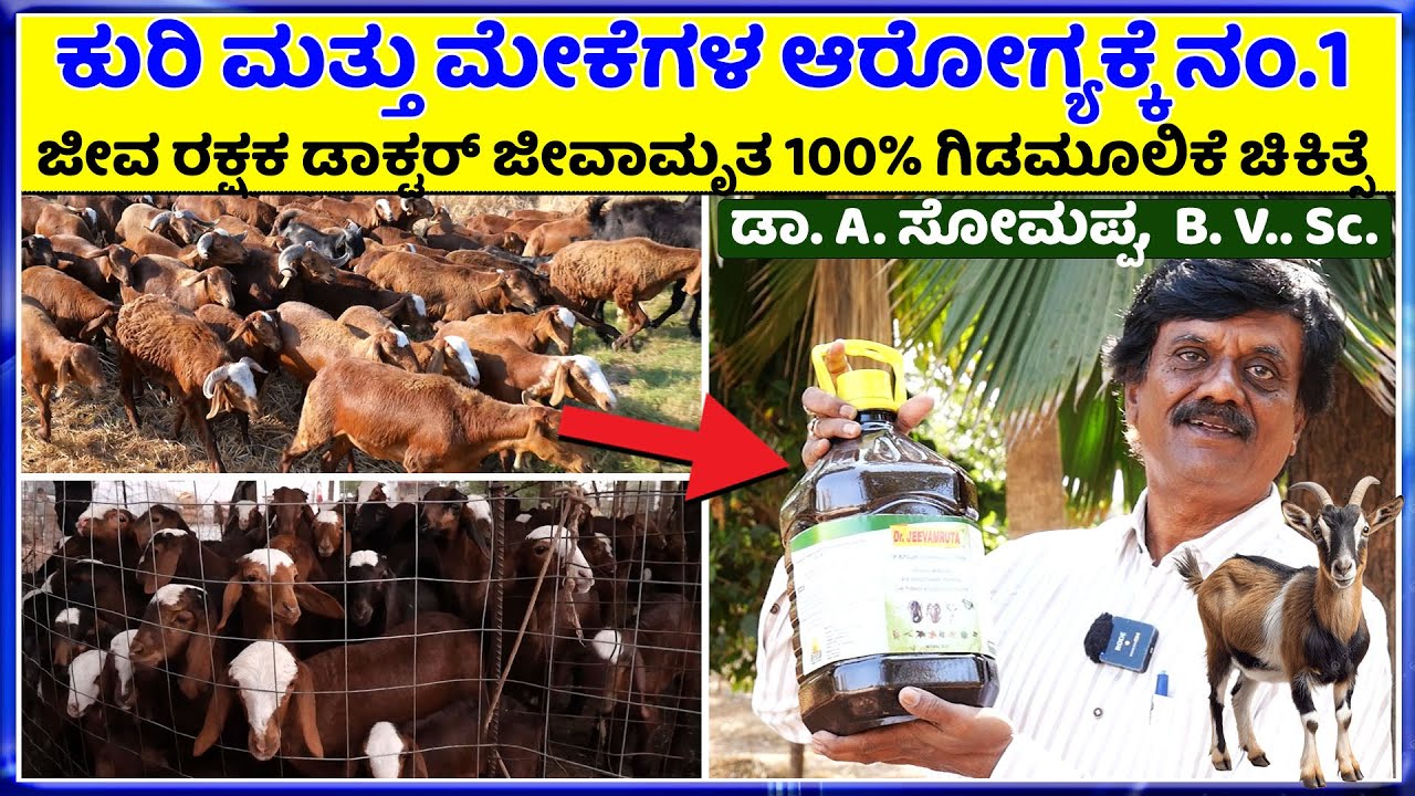 Dr. Jeevamruta ನೈಸರ್ಗಿಕ ಗಿಡಮೂಲಿಕೆಗಳಿಂದ ಕುರಿ ಮೇಕೆಗಳ ಜೀವ ರಕ್ಷಣೆ 100% ಆದಾಯ ದ್ವಿಗುಣ.