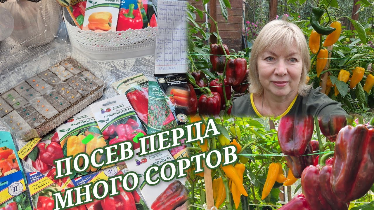 Посев перца на рассаду МНОГО СОРТОВ  Секреты проращивания
