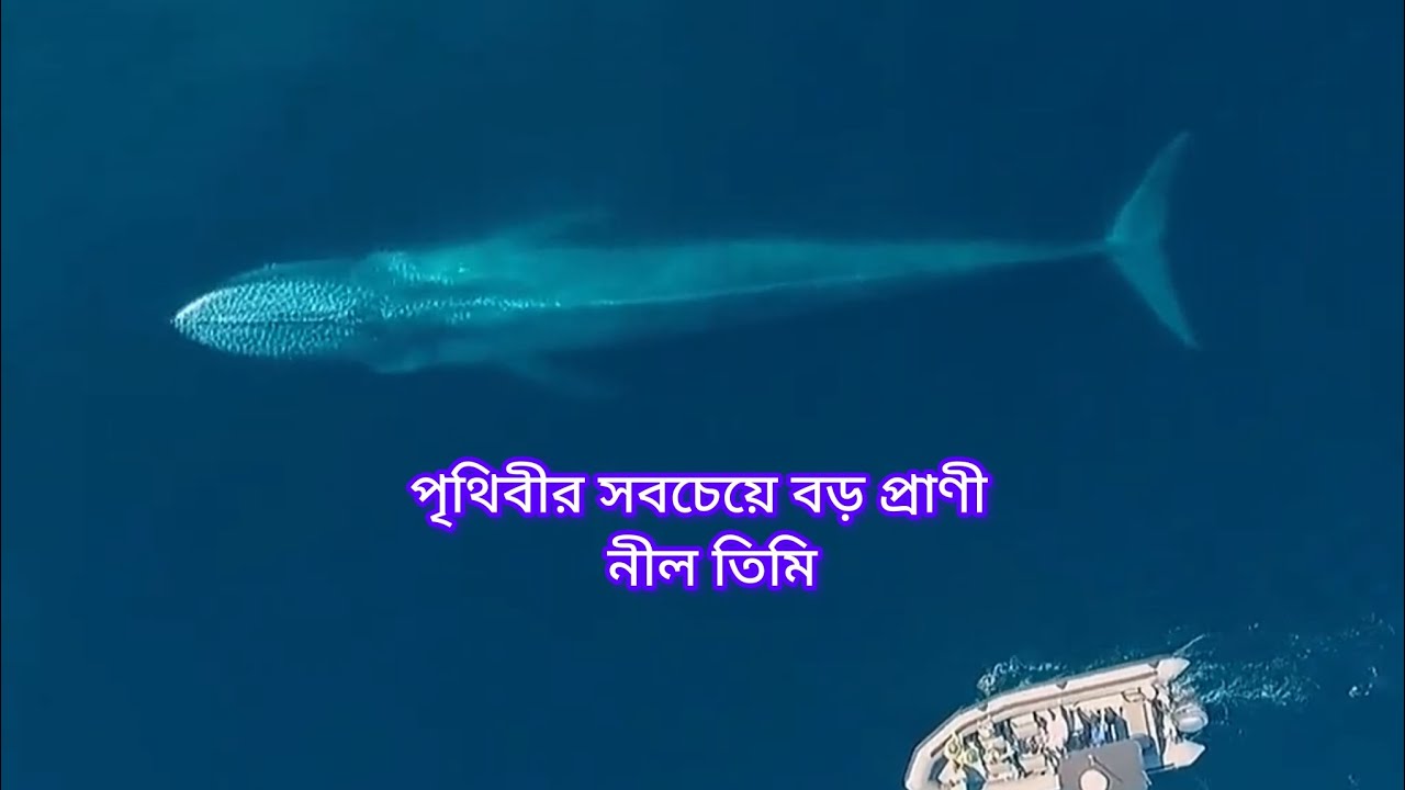 Blue whale/The largest animal in the world is the blue whale/পৃথিবীর সবচেয়ে বড় প্রাণী/নীল তিমি