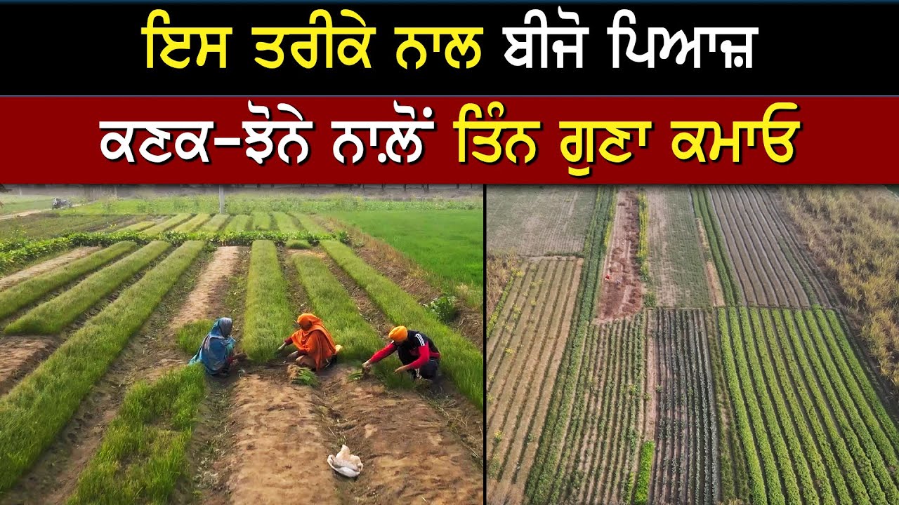 ਪਿਆਜ਼ ਦੀ ਖੇਤੀ ਤੋਂ ਲੱਖਾਂ ਕਮਾਉਣ ਦਾ ਤਰੀਕਾ