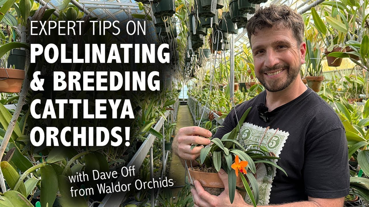 How to Pollinate & Breed Cattleya Orchids | Orchid Trade Secrets Revealed So YOU Can Grow Like a Pro