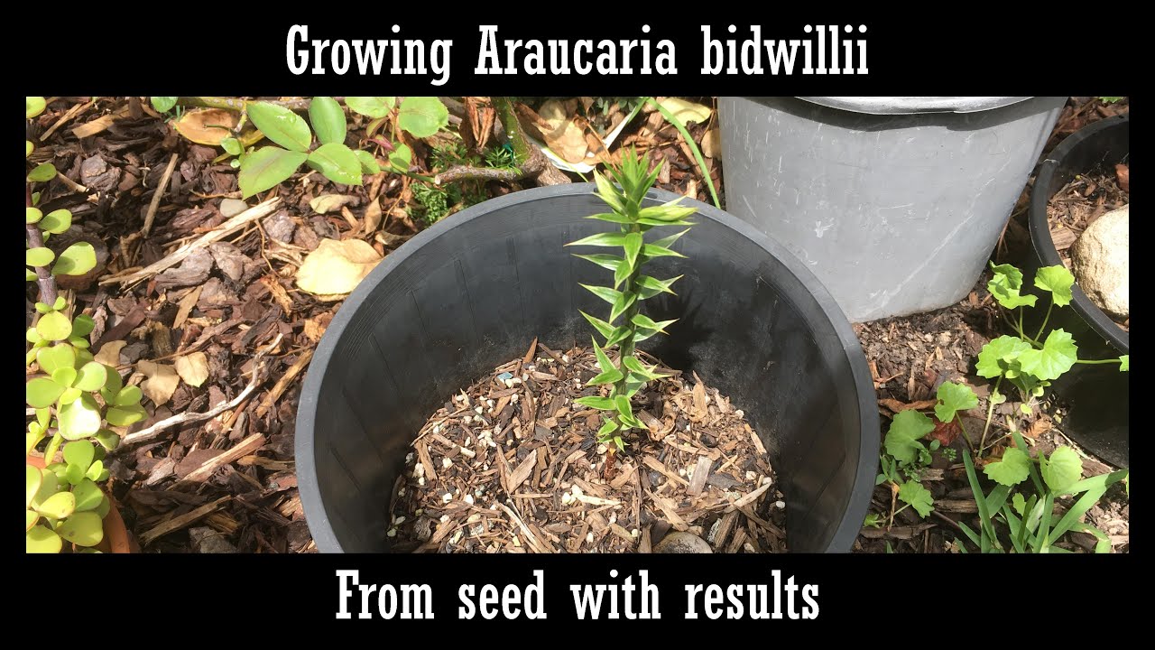 Growing Bunya pines (Araucaria bidwillii) from seed with results