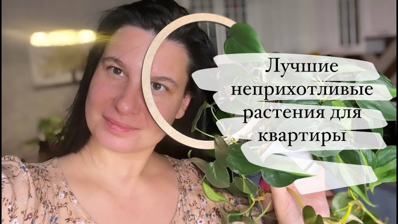 Неприхотливые растения: самый популярный фил в мире