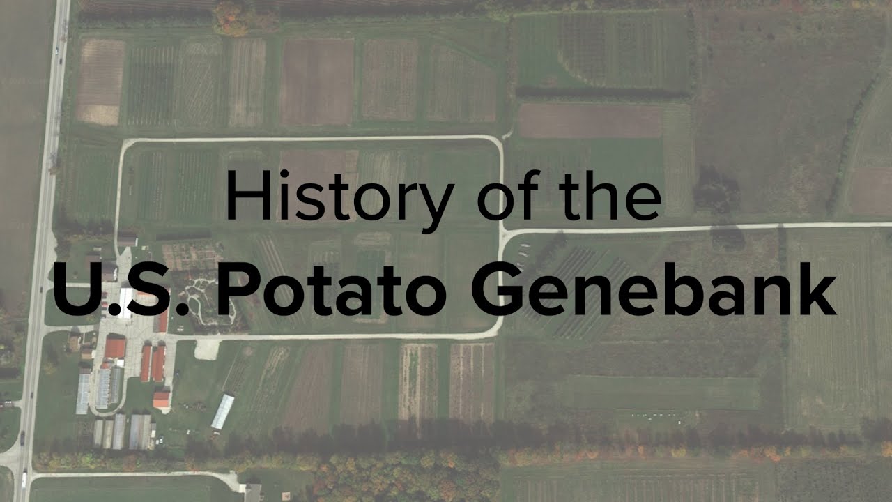 History of the U.S. Potato Genebank