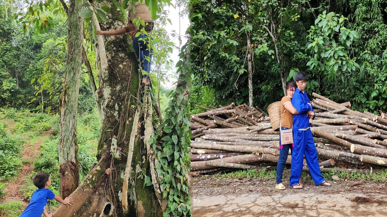 Picking natural fruits, selling them, and accidentally seeing Mr. Phong [Mi mủi]