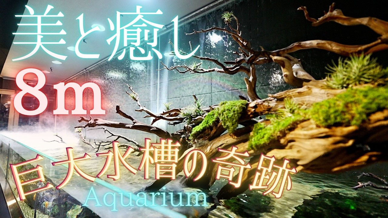 8mの超巨大水槽『多種混泳の楽園』レイアウト水槽が癒し〜アクアガーデン京都　cafe &aquarium