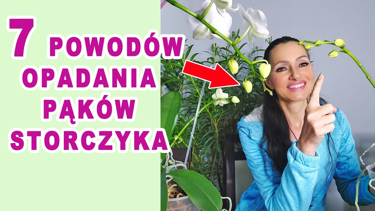 Dlaczego opadają pąki storczyka? Poznaj 7 powodów!