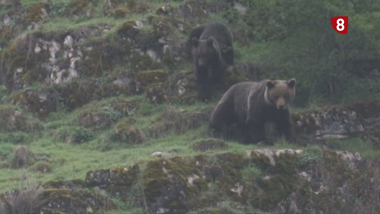 Consejos ante la presencia de un oso