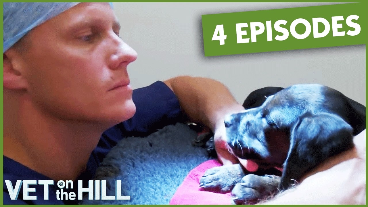 4 Full Episodes Of Dr Scott Miller! | Bondi Vet UK