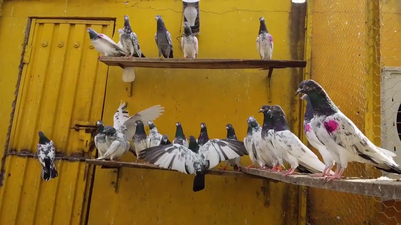 Jeth Waly kabotron ka shoq !! #for #pigeon 