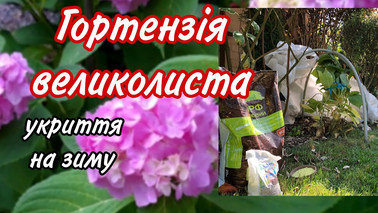 Не БУДЕ КВІТНУТИ якщо не вкрити НА ЗИМУ. Правильне укриття для гортензії.Посадка,грунт,місце в саду.