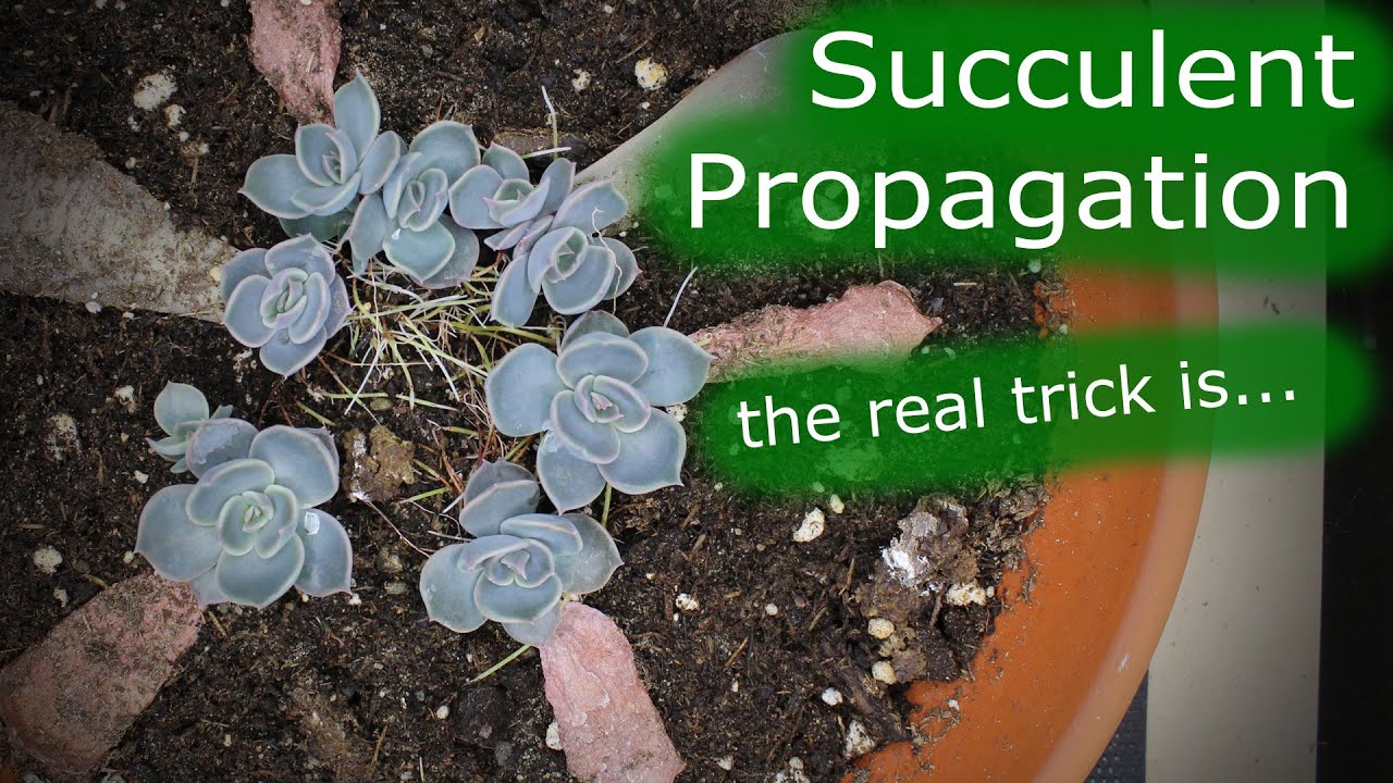 Succulent Propagation | 100% Success