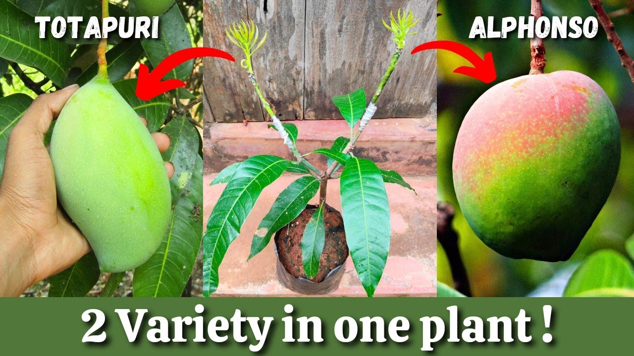 Grafting 2 different varieties mango branch on 1 plant | In November | In Hindi #mangografting