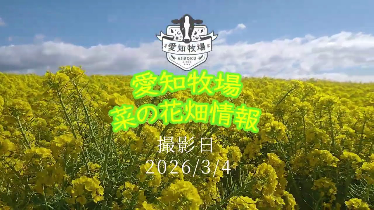 菜の花畑20260304　#愛知牧場