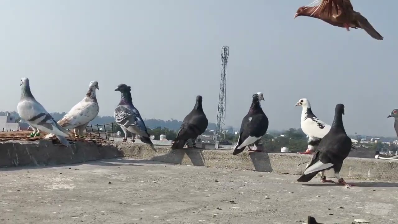 Only show 