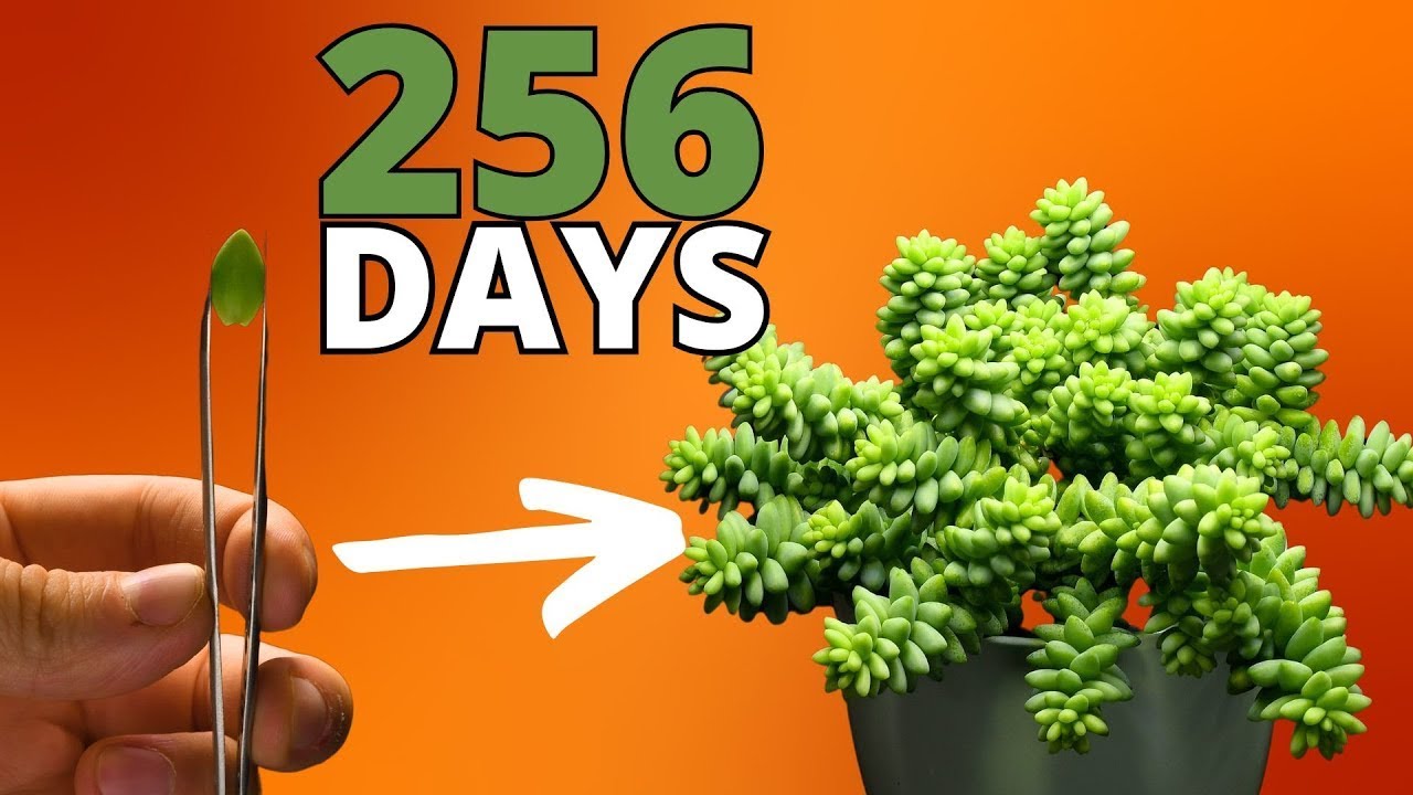 The MOST Satisfying Plant Time Lapse EVER - Burro‘s Tail Succulent