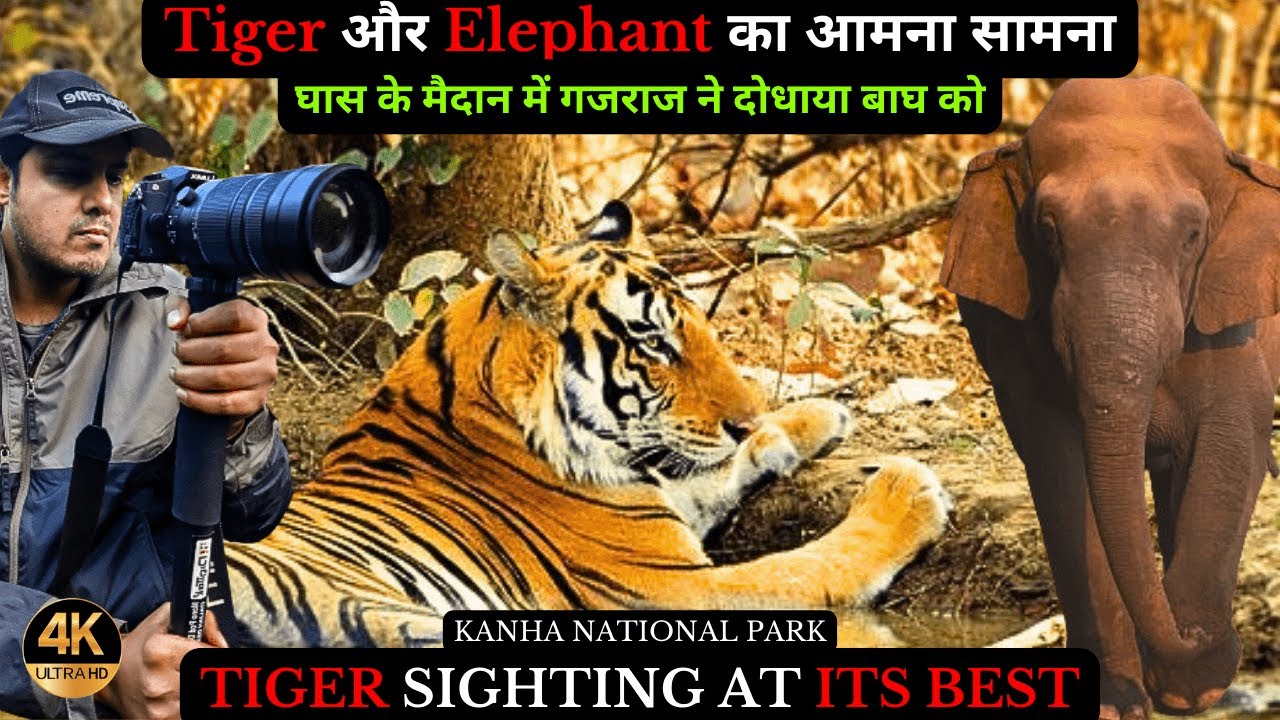 Grassland में हाथी के साथ साथ चला Tiger देखिए! Tiger Sighting Kanha 4k #tiger