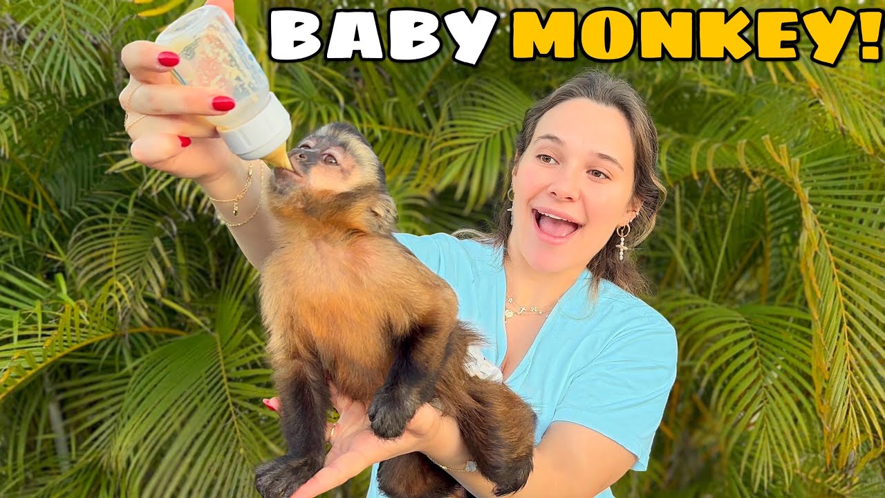 A DAY IN THE LIFE of My BABY MONKEYS!