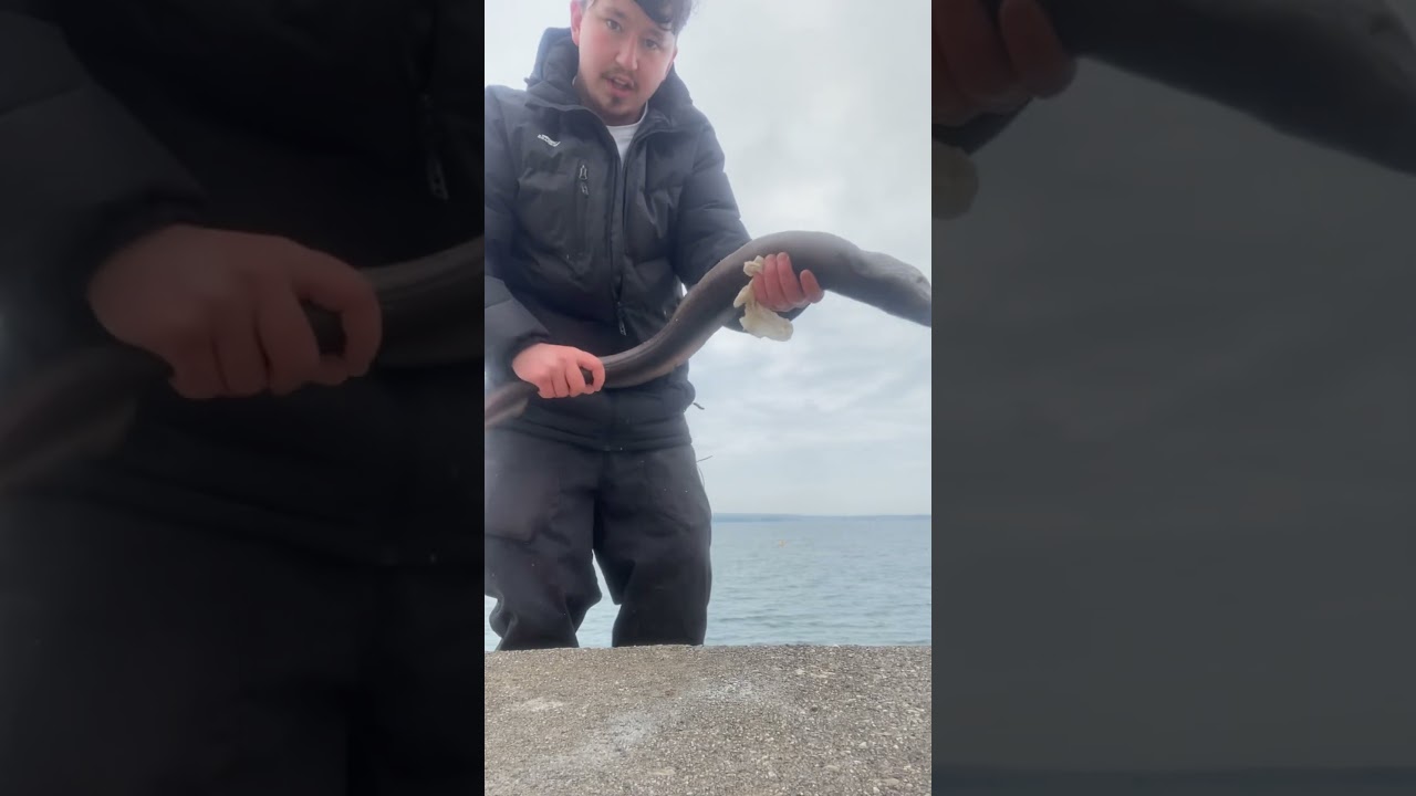 Beautiful 5lbs conger 