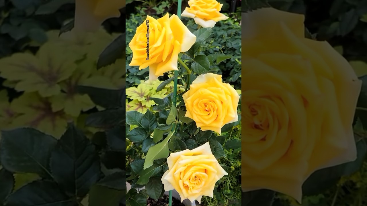 Gorgeous yellow roses #shorts #rose #viralshorts