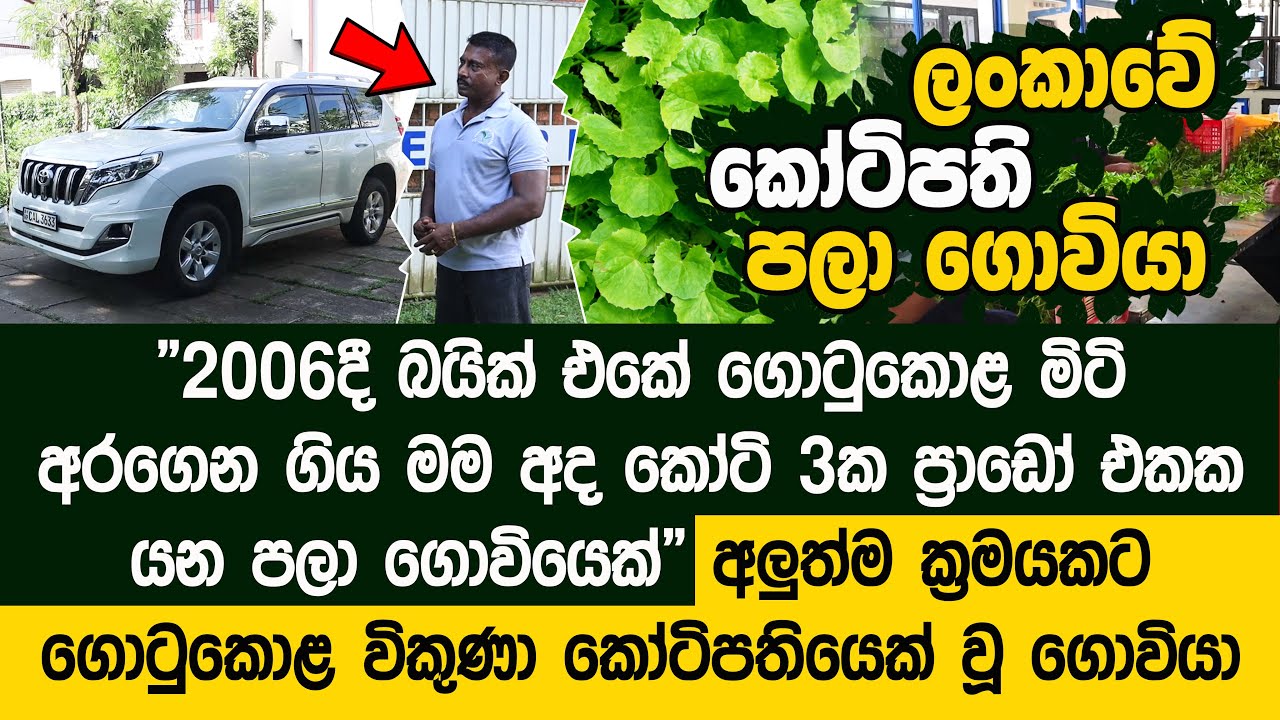 අමුතුම විදියකට ගොටුකොළ විකුණලා කෝටි 3ක ප්‍රාඩෝ එකක ගොවිපළට යන ගොවියා - Three Star Organic Farm