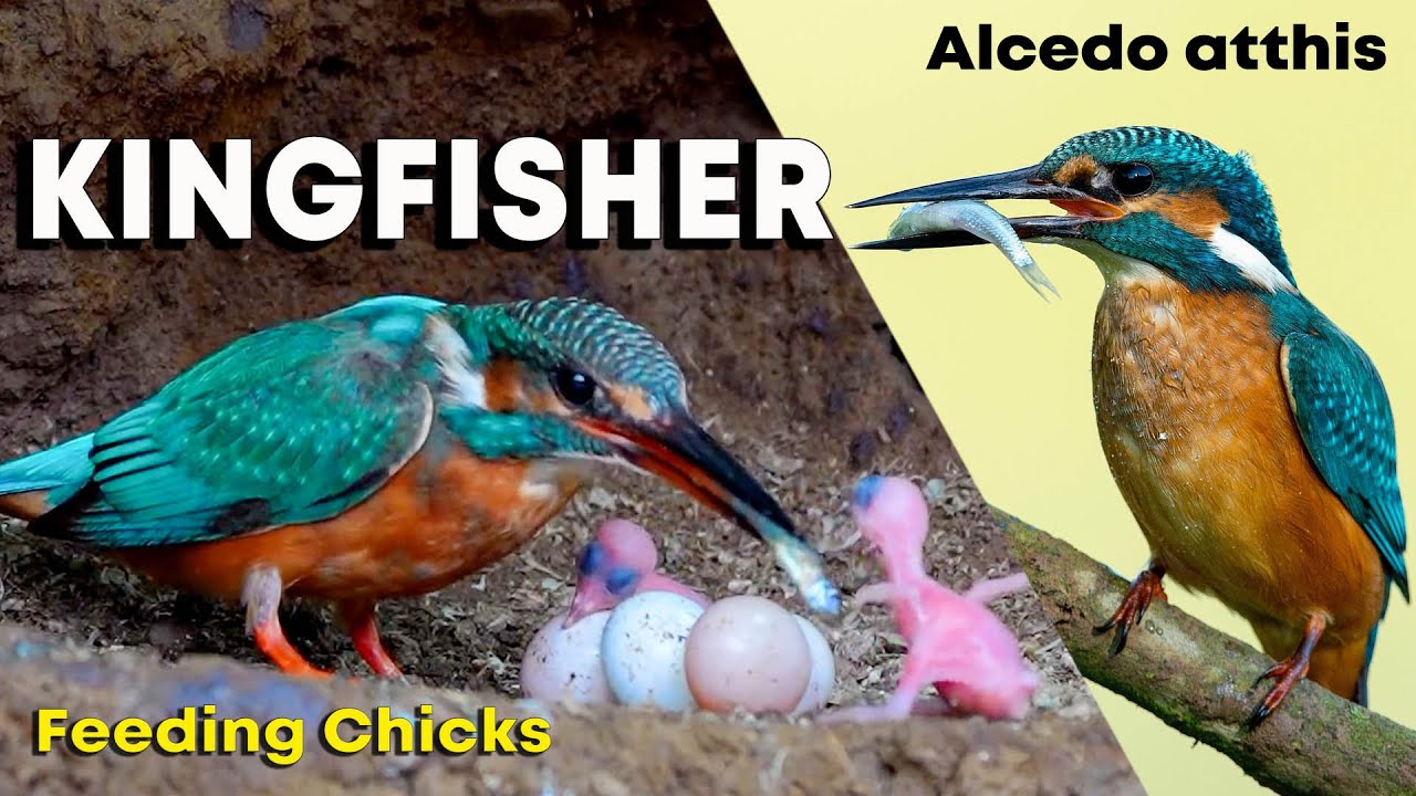 Common Kingfisher Feeding very Young Chicks