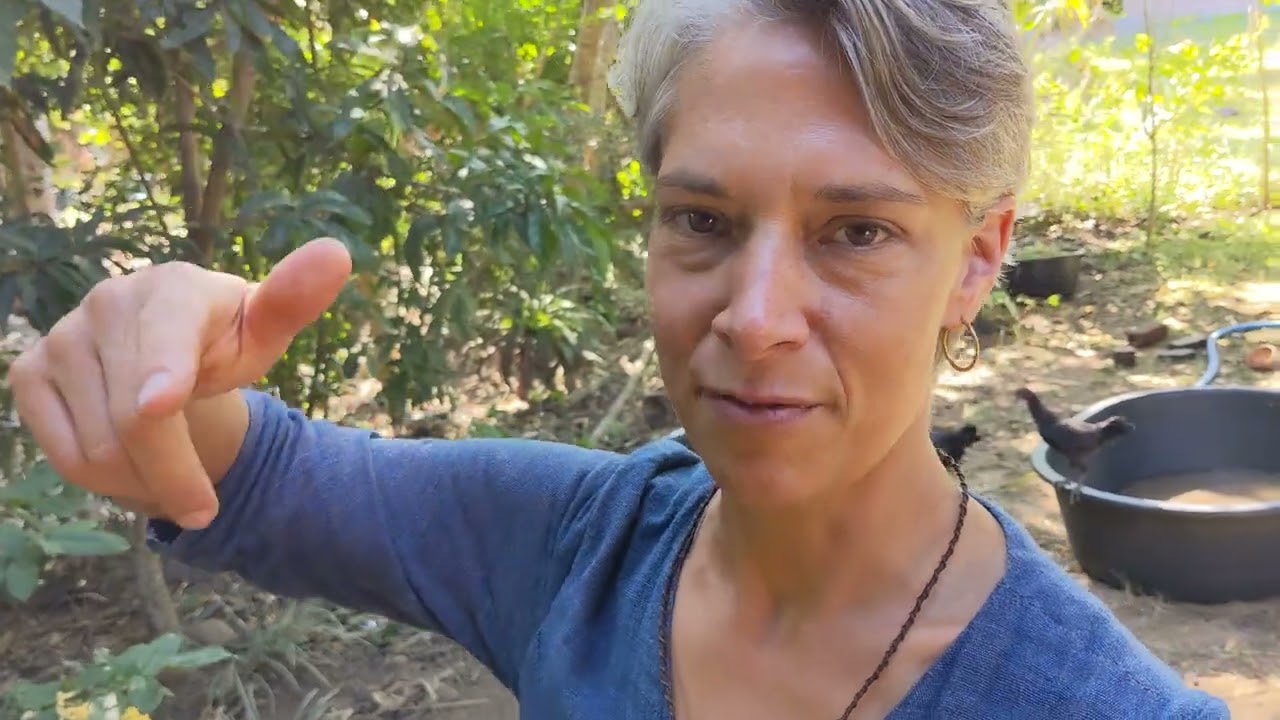 black soldier fly larvae and Bokashi compost part 3