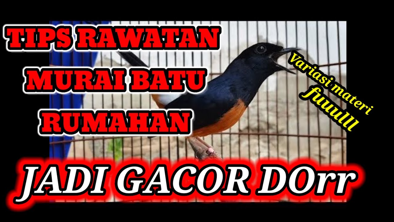 Cara efektif merawat murai batu rumahan.jadi gacor dor ful fariasi materi #muraibatulomba #muraibatu