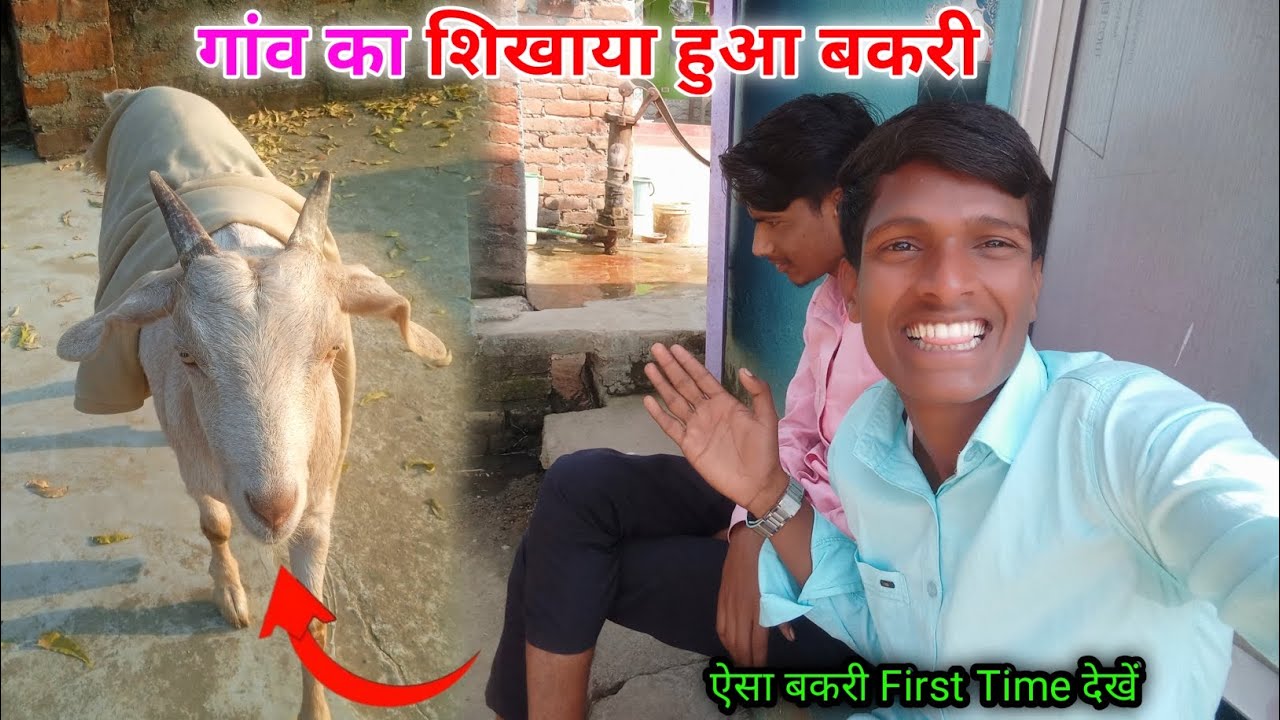 गांव का शिखाया हुआ बकरी , ऐसा बकरी First Time देखे 😍 ||#Mrvlogs