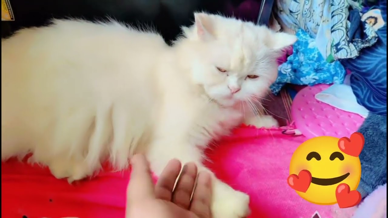 Haniya ki masti😺 vlog 🤗 please video and tk dekho🙏#haniya #cat #cutecat #kitten#subscribe 🔔