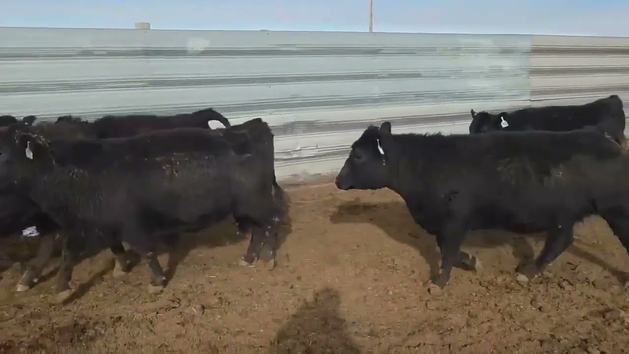 74 Purebred Angus - Cows For Sale