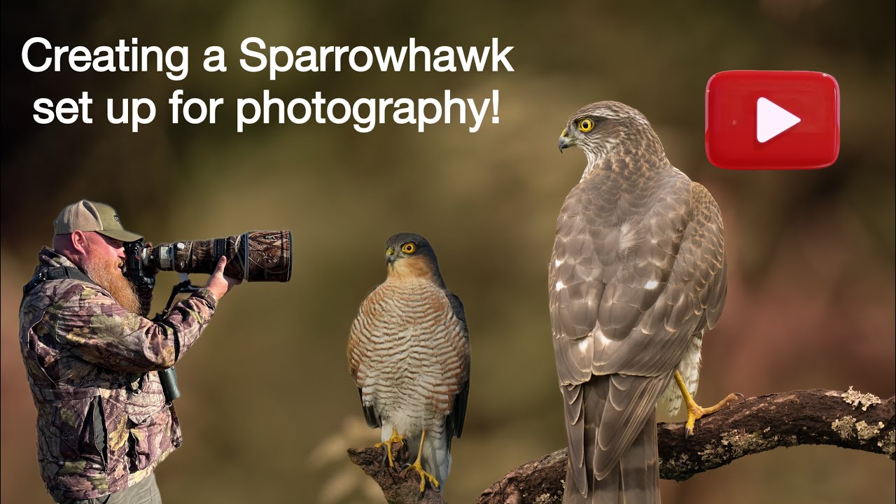 Creating a Sparrowhawk set up for photography! Wildlife photography secrets