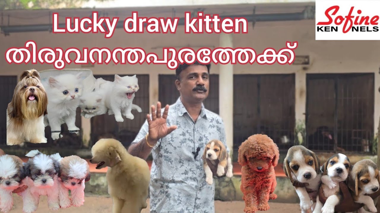 Poodil.,Beagle,Shitzhu and siberian Husky                              Kitten Lucky draw  കഴിഞ്ഞ് 