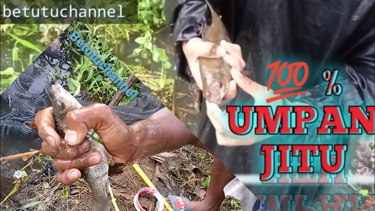 UMPAN Paling jitu ahirnya terungkap‼️