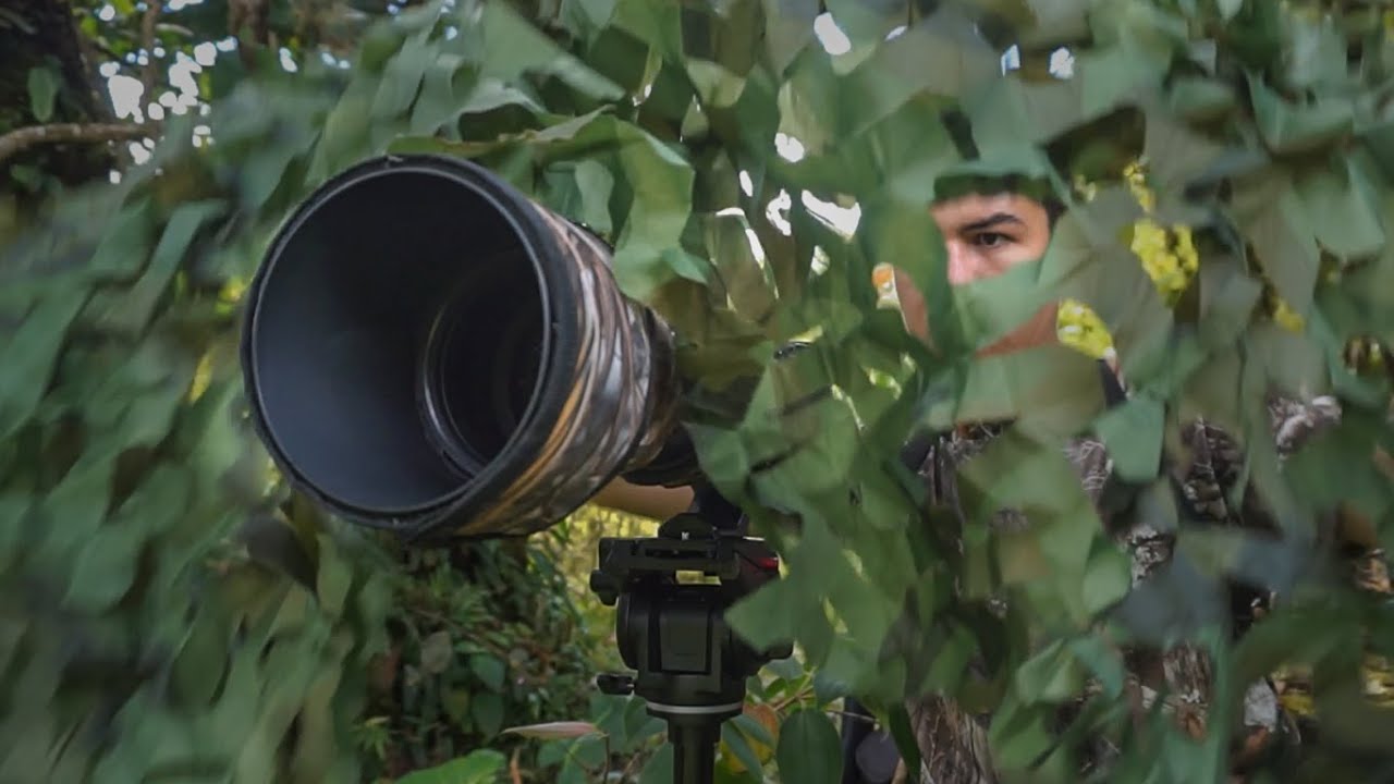 FOTOGRAFÍA de Aves DETRÁS de CÁMARAS, Bird photography behind the scenes