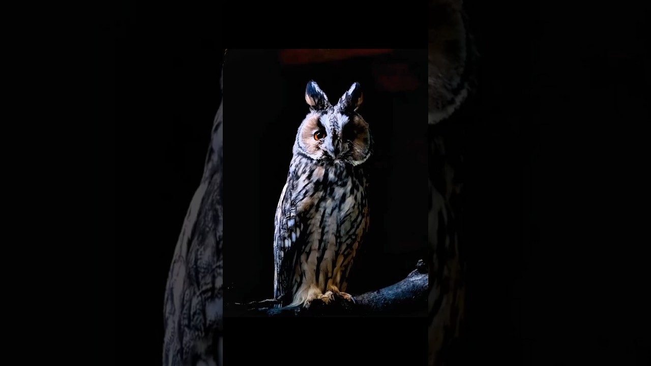 Owls: Built for Low-Light Precision