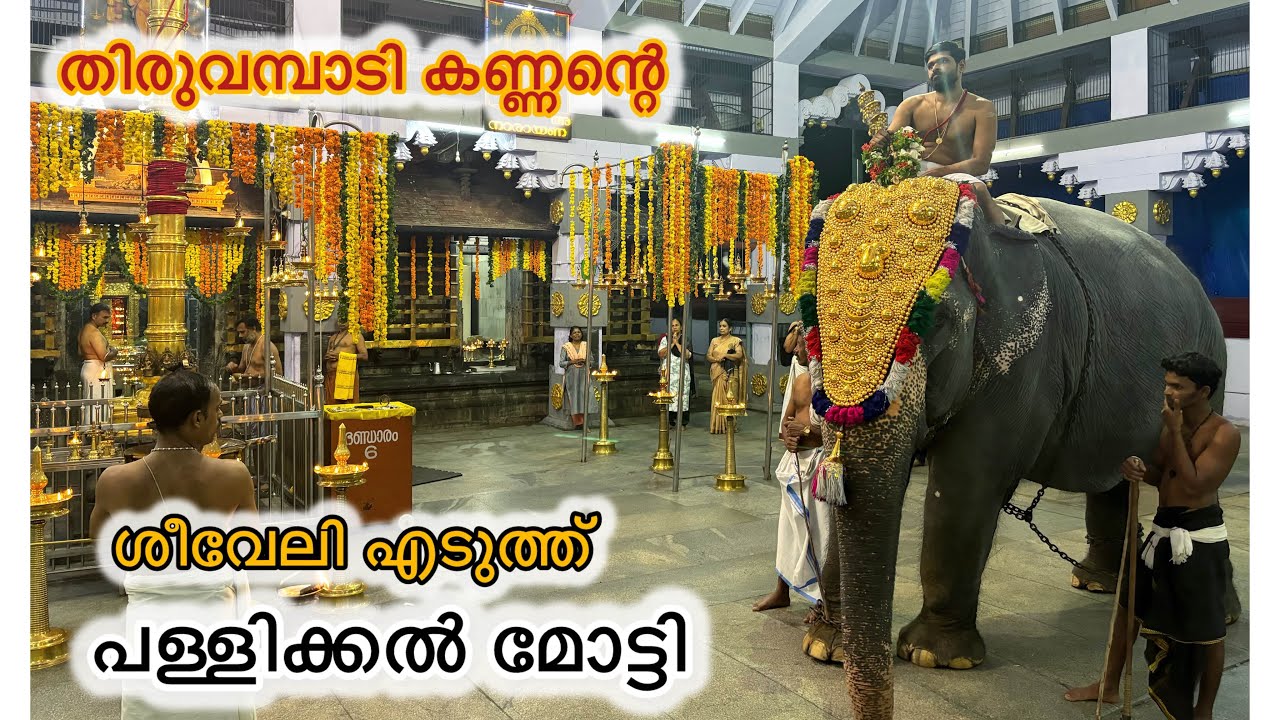 പള്ളിക്കൽ മോട്ടി | Pallikkal Moti | Thiruvambady Temple | കണ്ണന്റെ ശീവേലി | HARISH G