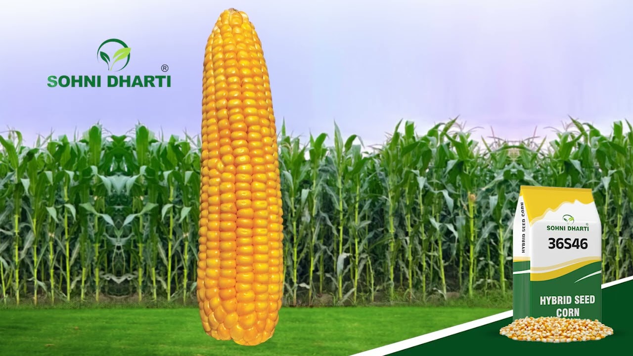 Success story of hybrid corn seed 36S46: Farmer testimonial 