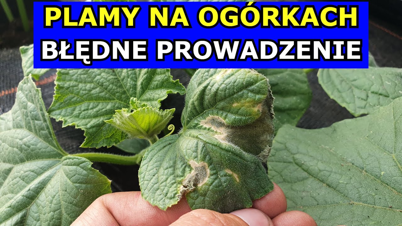 Plamy na Ogórkach. Błędne Prowadzenie Ogórków na Pędy. Czy Ogórek gruntowy Choruje Uprawa, Miniarka.
