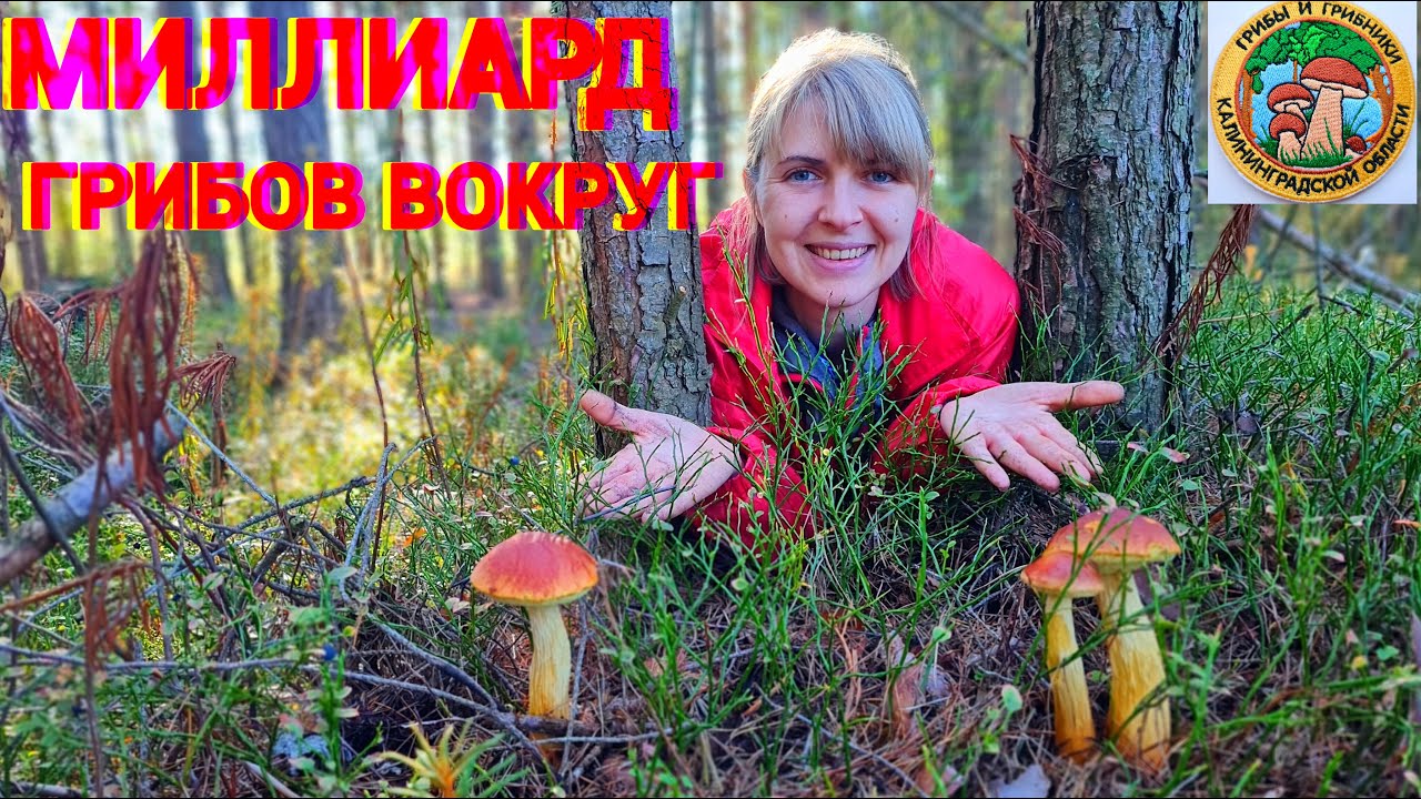 ГРИБ ИНОСТРАНЕЦ, АГРЕССОР но он вкусен!!! И ЕГО МИЛЛИАРД, БОРОВИК ЗОЛОТИСТЫЙ