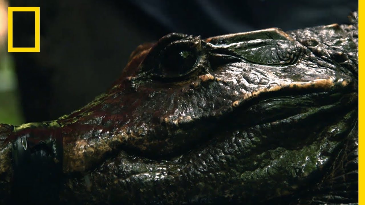 A la rencontre du crocodile nain du Gabon