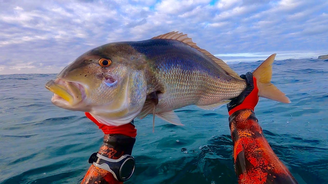 Pesca submarina DENTONES AL ACECHO Cantabria 2021