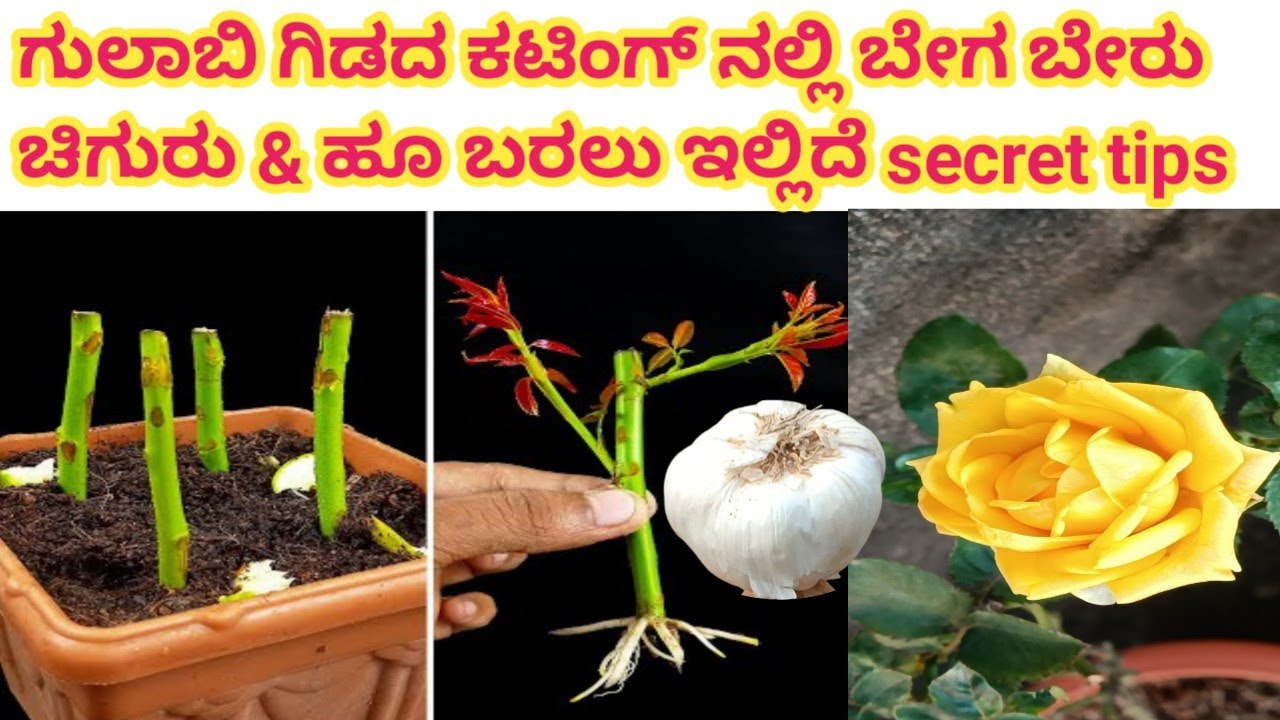 ಕಟಿಂಗ್ ನಲ್ಲಿ ಬೇಗ ಬೇರು, ಚಿಗುರು & ಹೂ ಬರಲು ಇಲ್ಲಿದೆ secret tips|| how to grow cuttings for fast roots||