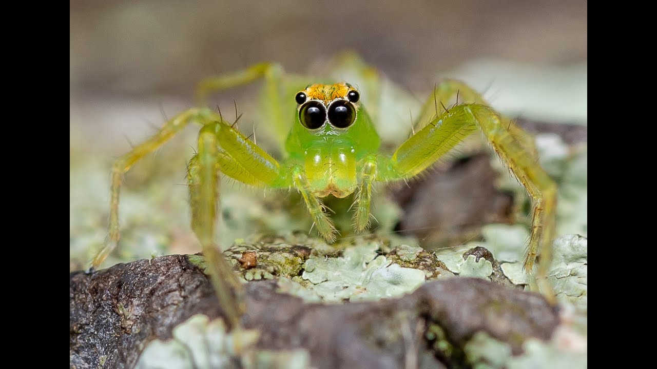 Macro photography - basic gear for beginners