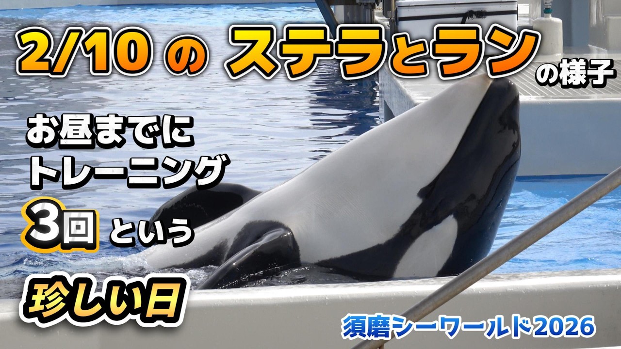 【シャチ】2/10のステラとランの様子。昼までにトレーニング3回の珍しい日【須磨シーワールド2026】#シャチ