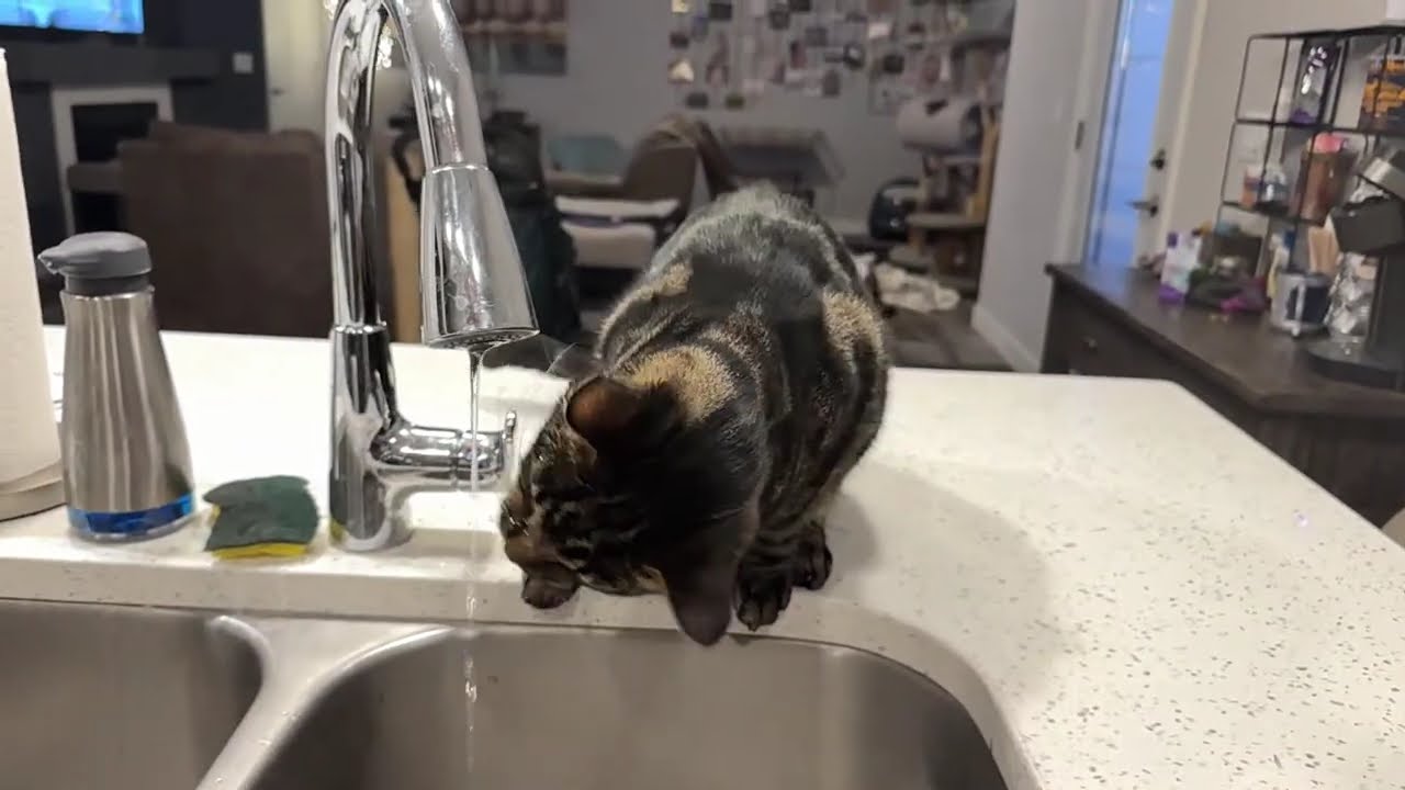 Aqua CAT