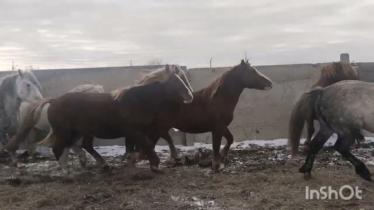 Поездка в Семей за жеребцами.